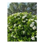 Videolu Kokulu Gardenya Çiçeği (40 60 Cm)1 Adet Saksılı Çiçekli Iç/ Dış Mekan Bitkisi Gardenia