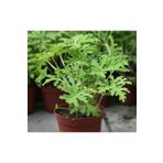 Videolu Kokulu Itır Bitkisi 1 Adet Saksılı 15-25CM Iç Mekan Teras Bitkisi Pelargonium Odoratissimum
