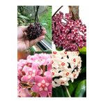 Videolu Kokulu Mum Çiçeği Bitkisi 4 Adet Saksılı 10-20cm Iç Mekan Salon Bitkisi (HOYA)