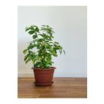 Videolu Kokulu Ofis Bitkisi 1 Adet Gardenya Çiçeği Saksılı 30-50cm Gardenia Flower