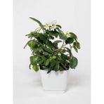Videolu Kokulu Ofis Bitkisi Hediyelik 1 Adet Gardenya Çiçeği Saksılı 30-50cm Gardenia Flower