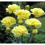 Videolu Kokulu Sarı Karanfil Çiçeği Fidanı 25-40 Cm Saksılı Çiçekli Bodur Bitkiler Yellow Carnation