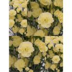 Videolu Kokulu Sarı Karanfil Çiçeği Fidanı 4 Adet Saksılı 30-50cm Salon Bitkisi Carnation Flower