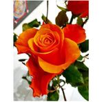 Videolu Kokulu Turuncu Bulgar Gülü Fidanı 1 Adet Saksılı 40- 60 Cm Bahçe Bitkisi Bulgar Rose