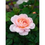 Videolu Kokulu Yavruağzı Yediveren Gül Fidanı Saksılı 40-50 Cm Çiçekli Bodur Bitkiler Rose
