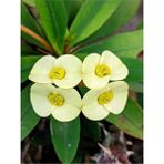 Videolu Krem Renk Milli Dikenler Tacı (15 25 cm) Saksılı Kaktüs Euphorbia