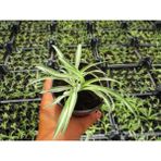 Videolu Kurdela Çiçeği Ofis/ev 15-25 cm 20 Adet Dış Mekan Ağaçları Ribbon Flower
