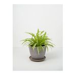 Videolu Kurdele Çiçeği (15 30 Cm) 3 Adet Saksılı Ev/ofis Hediyelik Bitkisi Kalanchoe