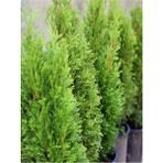 Videolu Leylandi Çam Fidanı 1 Adet Saksılı/ Tüplü 40-60 cm Bahçe Bitkisi (Cupressocyparis Leylandii)