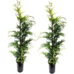 Videolu Leylandi Çam Fidanı 2 Adet Saksılı/ Tüplü 30-60 cm Dış Mekan Bitkisi (Leylandi Cedar)