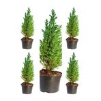 Videolu Leylandi Fidanı (40 50 Cm)5 Adet Saksılı/tüplü Dış Mekan Bitkisi Cupressocyparis Leylandii