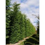 Videolu Leylandi Fidanı (40 60 Cm)1 Adet Tüplü Dış Mekan Bitkisi Cupressocyparis Leylandii