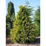 Videolu Leylandii Melez Servi Fidanı 1 Adet Saksılı/ Tüplü 30-50 cm (Leylandii Cedar)