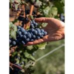 Videolu Lezzetli Merlot Üzüm Fidanı 30-60 cm Tüplü Dış Mekan Ağaç Merlot Grape