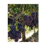 Videolu Lezzetli Üzüm Asması Fidanı 30-60 cm Tüplü Çiçekli Bodur Bitkiler "grapevine"