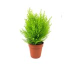 Videolu Limon Kokulu Limoni Servi 1 Adet Saksılı/ Tüplü Ev Ofis Salon Çamı 30-40 cm (Cupressus)