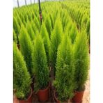 Videolu Limon Selvi Çamı Fidanı 1 Adet 60-120CM Saksılı (Lemon Cypress)