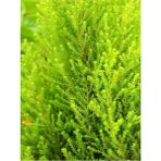 Videolu Limon Servi Çam Fidanı (30 50 Cm)1 Adet Saksılı/tüplü Salon/dış Mekan Cupressus Macrocarpa