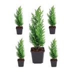 Videolu Limoni Servi Fidanı 5 Adet Saksılı 30-55 cm Dış Mekan Bitkisi (Cupressus Macrocarpa)