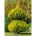 Videolu Limoni Servi Limon Kokulu (20 40CM)1 Adet Saksılı Dış Mekan Bitkisi Cupressus Macrocarpa