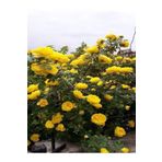 Videolu Londra Sarı 1 Adet Gül Fidanı Saksılı 10-15cm ( Yellow Rose)