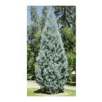 Videolu Mavi 1 Adet Servi Çamı Fidanı 30-70Cm SaksılıTüplü (Cedar Pine Tree Sapling)