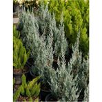 Videolu Mavi Leylandi Çam Fidanı 1 Adet Saksılı/ Tüplü 30-50 cm Dış Mekan Bitkisi (Leylandi Cedar)
