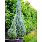 Videolu Mavi Servi Leylandi 1 Adet Saksılı/Tüplü 30-60 cm (Cupressocyparis Leylandii)