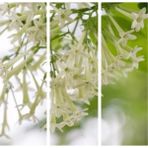 Videolu Melisa Çiçeği Fidanı Parfüm Çiçeği 15-30 cm Tüplü Dış Mekan Ağaçları (Cestrum Nocturnum)