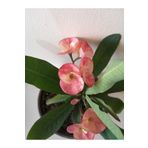 Videolu Milli Dikenler Tacı 15 45 Cm Saksılı Kaktüs Euphorbia, BTSMLLI22