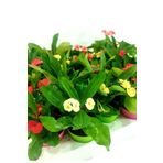 Videolu Milli Dikenler Tacı 3'lü (5 35 Cm) Saksılı Kaktüs Euphorbia