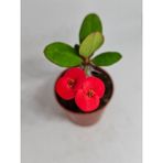 Videolu Milli Dikenler Tacı Iri Kırmızı Çiçek Açan ( 5-7 Cm) Saksılı Euphorbia