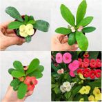Videolu Mini 3'lü Karışık Milli Dikenler Tacı Çiçeği Fidanı 5-15 cm Saksılı Çiçekli Bodur Euphorbia
