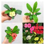 Videolu Mini 3'lü Karışık Milli Dikenler Tacı Çiçeği Fidanı 5-15cm Saksılı Çiçekli Bodur Euphorbia