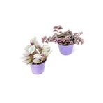 Videolu Mini Telgraf Çiçeği 2 Adet Ev Ofis Salon İç Mekan Bitkisi (Tradescantia Nanouk & Zebrina)
