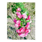 Videolu Minyatür 1 Adet Pembe Gül Fidanı 1. Kalite 10-15cm Saksılı (MİNİATURE PİNK ROSE)