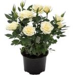 Videolu Minyatür Bodur Beyaz Gül Fidanı 1 Adet Saksılı/tüplü 35-65 Cm Miniature White Rose