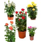 Videolu Minyatür Gül Fidanı 5 Adet Saksılı/ Tüplü 20-30 cm Bahçe Bitkisi (Rose)