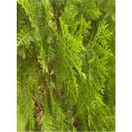 Videolu Mis Kokulu 1 Adet Limon Çamı Servi Fidanı 50-70 cm Saksılıtüplü (Lemon Cypress Sapling)