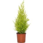 Videolu Mis Kokulu 1 Adet Limoni Servi Ağacı Fidanı 30-50CM Saksılı (Lemon Cypress)