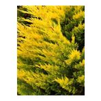 Videolu Mis Kokulu 1 Adet Sarı Leylandi Fidanı 40-60Cm Saksılı (Yellow Leyland Sapling)