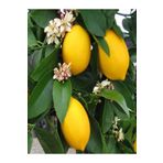 Videolu Mis Kokulu 1 Adet Yediveren Limon Fidanı 80-100Cm Saksılı (Lemon Sapling)