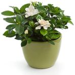Videolu Mis Kokulu Gardenya (24 45 Cm)1 Adet Saksılı Çiçekli Ofis Iç Mekan Bitkisi Gardenia