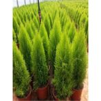 Videolu Mis Kokulu Limoni 1 Adet Servi Çam Ağacı Fidanı 30-60CM Saksılı (Cedar Pine Tree Sapling)