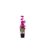 Videolu Mor Begonvil Çiçeği (40 70 Cm)1 Adet Saksılı Çiçekli Iç/Dış Mekan Bitkisi Bougainvillea