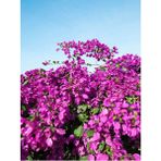 Videolu Mor Begonvil Çiçeği Fidanı 20-40 cm Saksılı Çiçekli Bodur Bitkiler Purple Bougainvillea