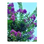 Videolu Mor Çiçekli Oya Ağacı Fidanı (40 60 Cm)1 Adet Saksılı Dış Mekan Ağacı Lagerstroemia Indica