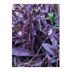 Videolu Mor Renkli 1 Adet Telgraf Çiçeği 15-25Cm Saksılı (Black Love Flower)