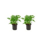 Videolu Muhteşem Kokulu Itır Çiçeği (20 40 Cm)2 Adet Çiçekli Bodur Bitki Pelargonium