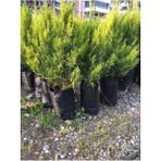 Videolu Muhteşem Limon Çamı 30-50 cm Tüplü Dış Mekan Ağaçları Cupresus Macrocarpa